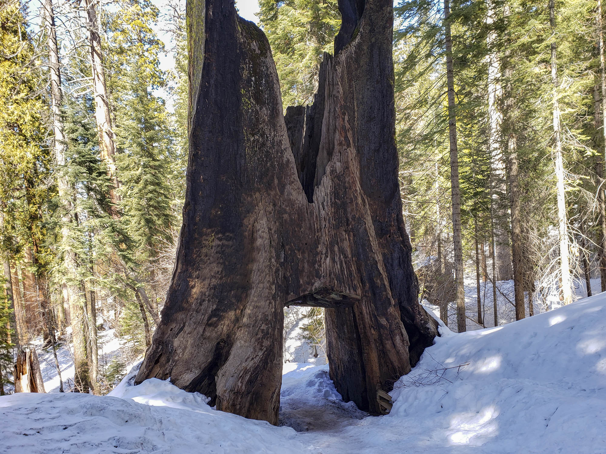 Dead Giant Tunnel Tree, Tuolumne Grove Trail