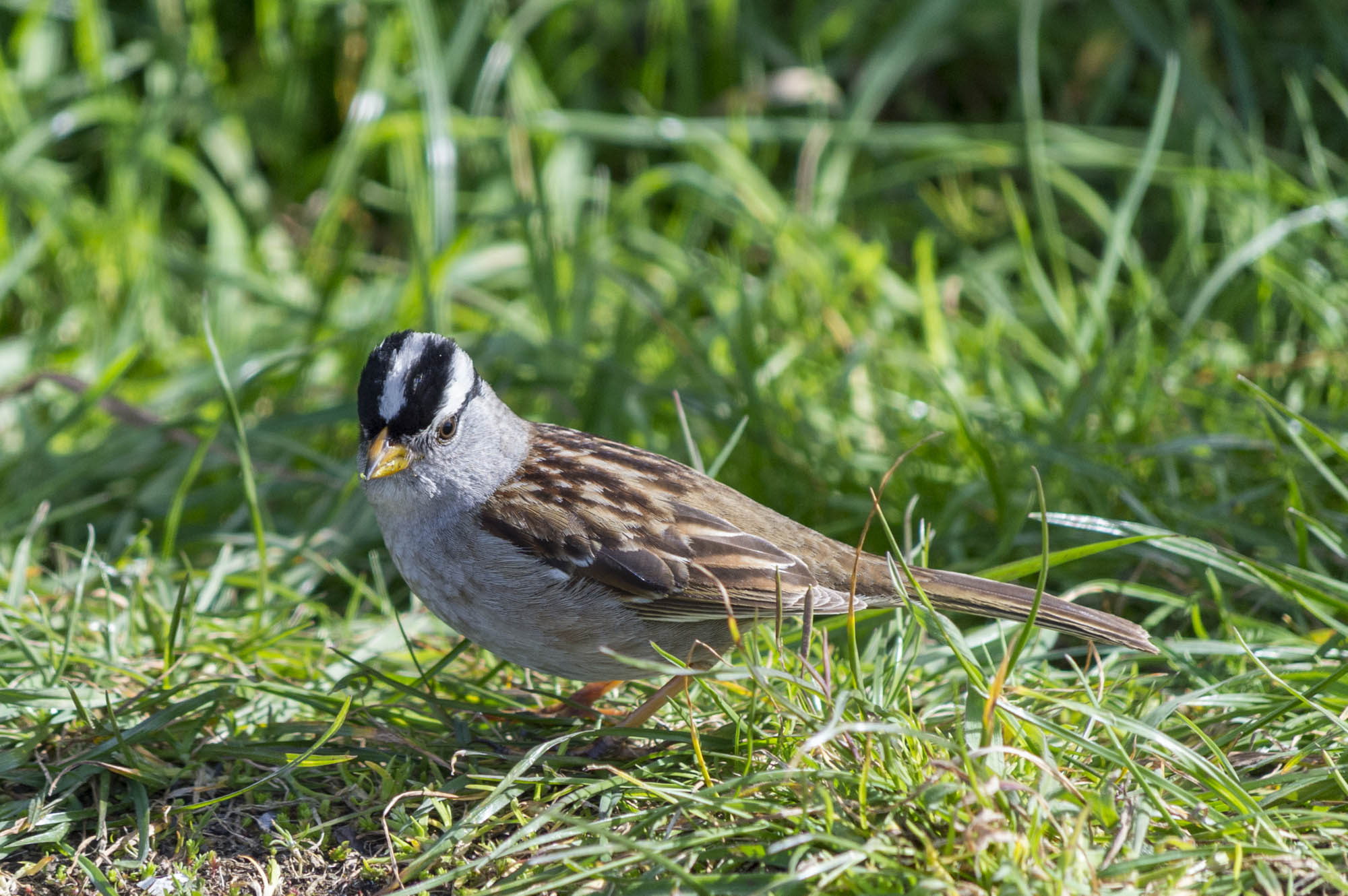 White-Crowned Sparrow