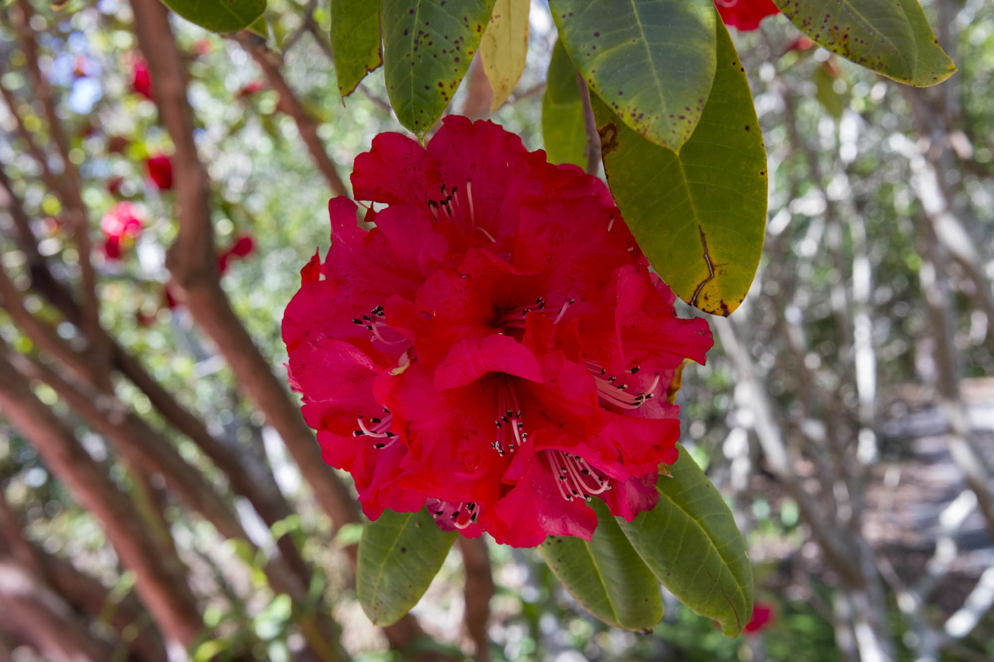 Rhododendron Ciliicalyx X Formosum