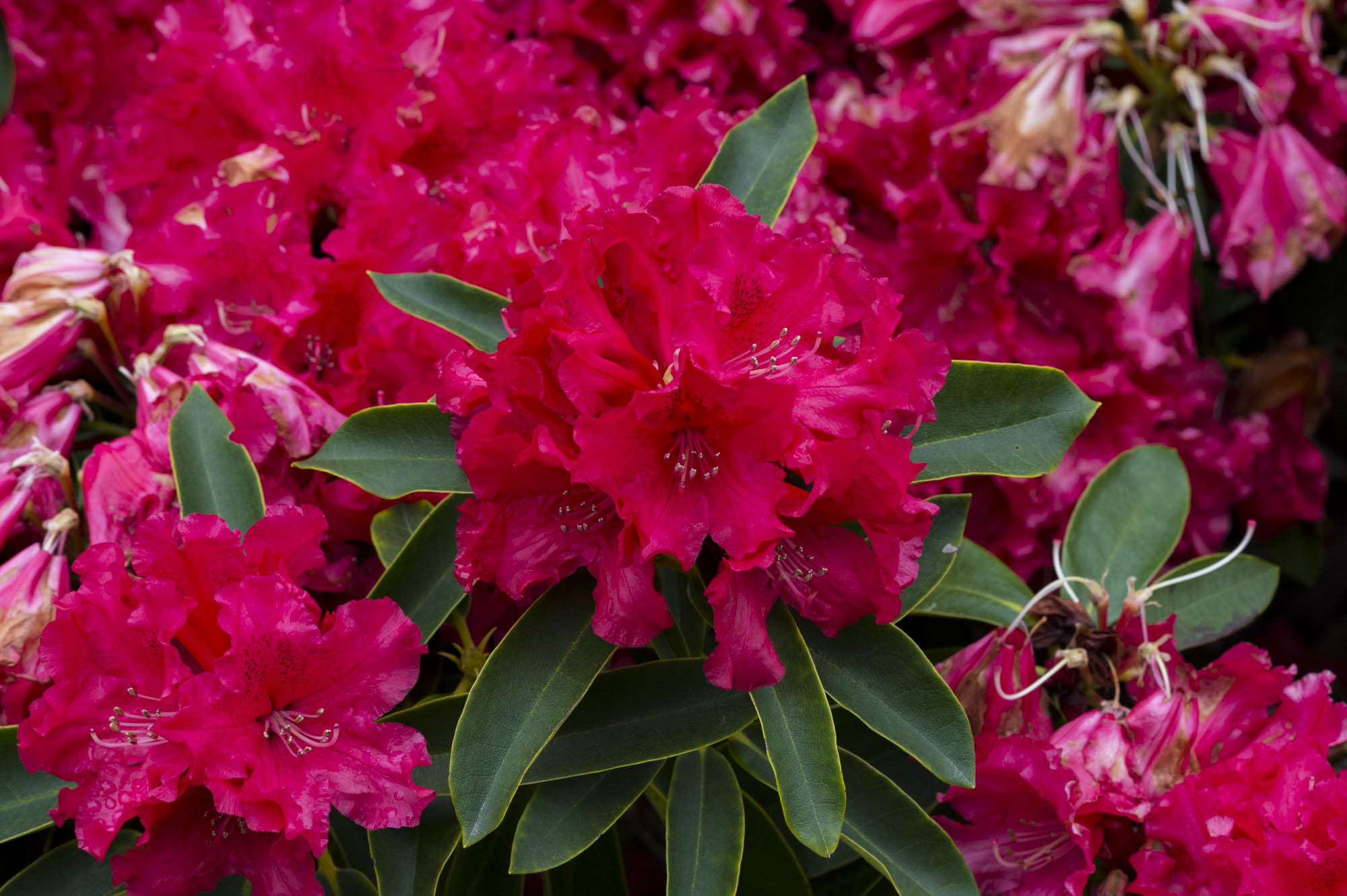 Rhododendron 'Jean Marie De Montague' Ericaceae