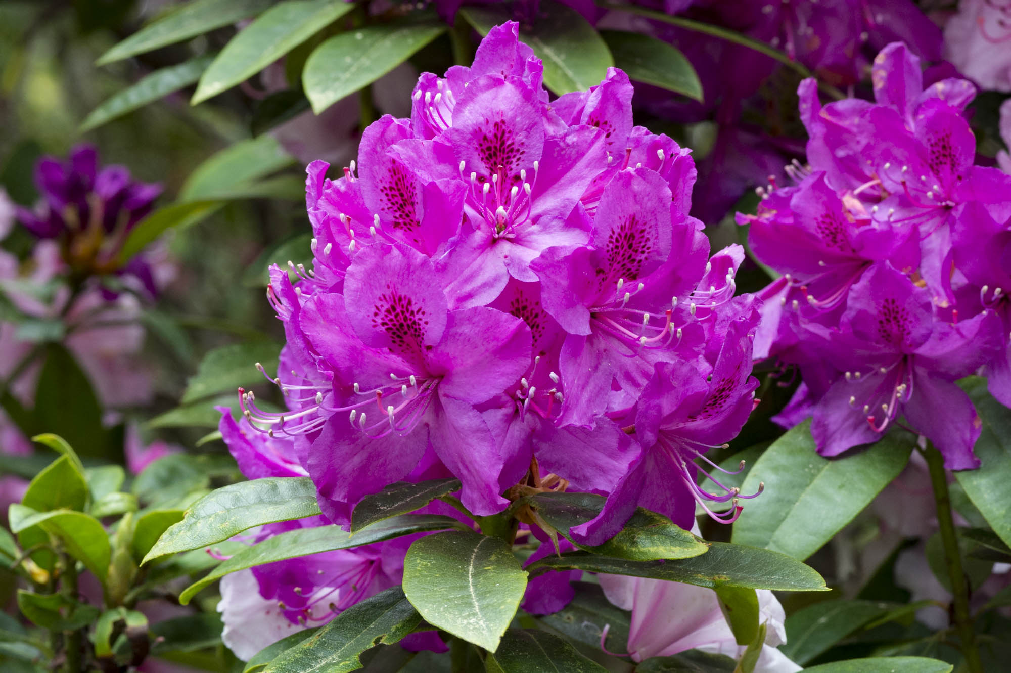Rhododendron 'Anah Kruschke' Ericaceae